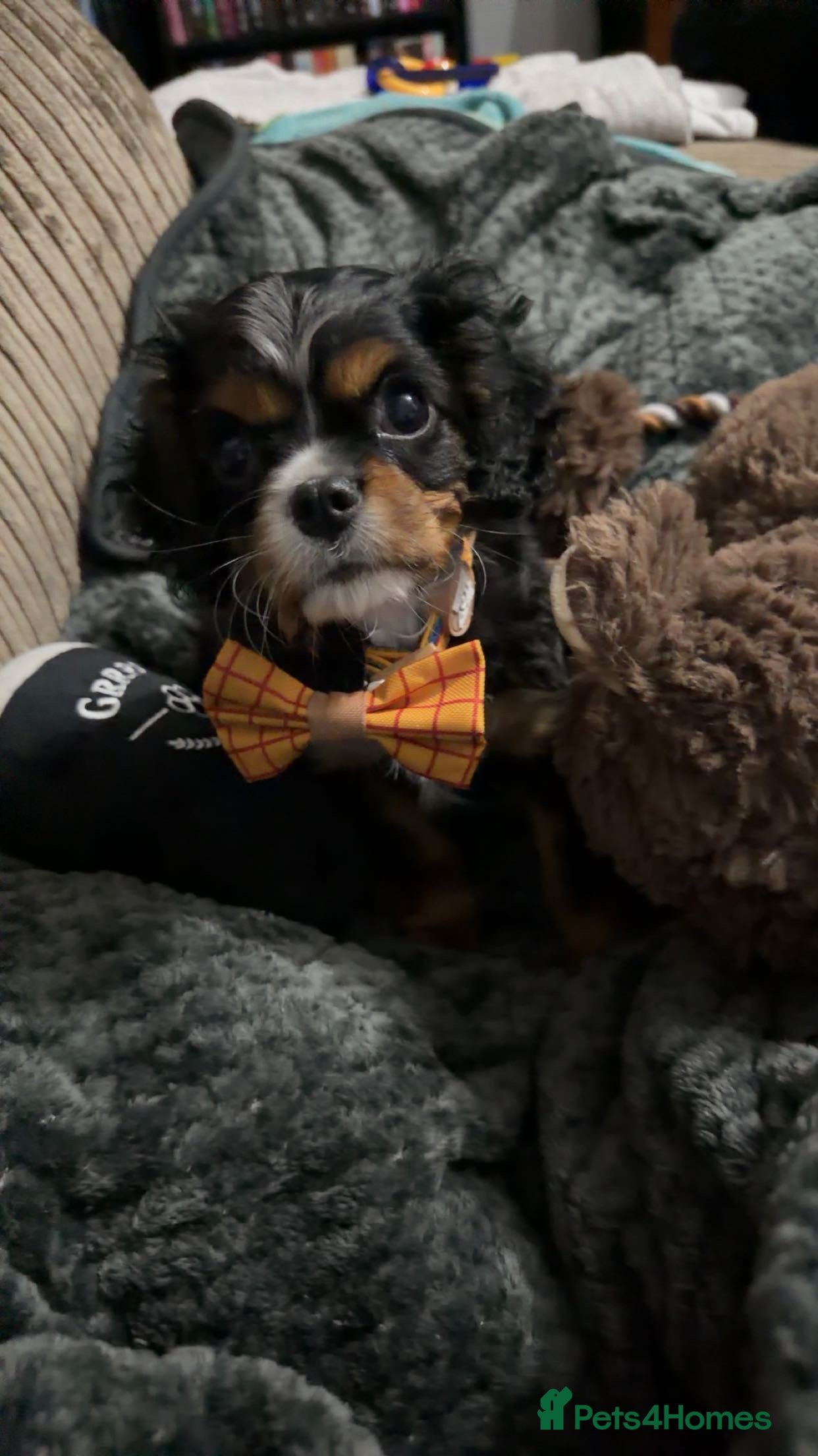 Cavalier King Charles Spaniel dogs King Charles Cavalier Puppy - Advert 3