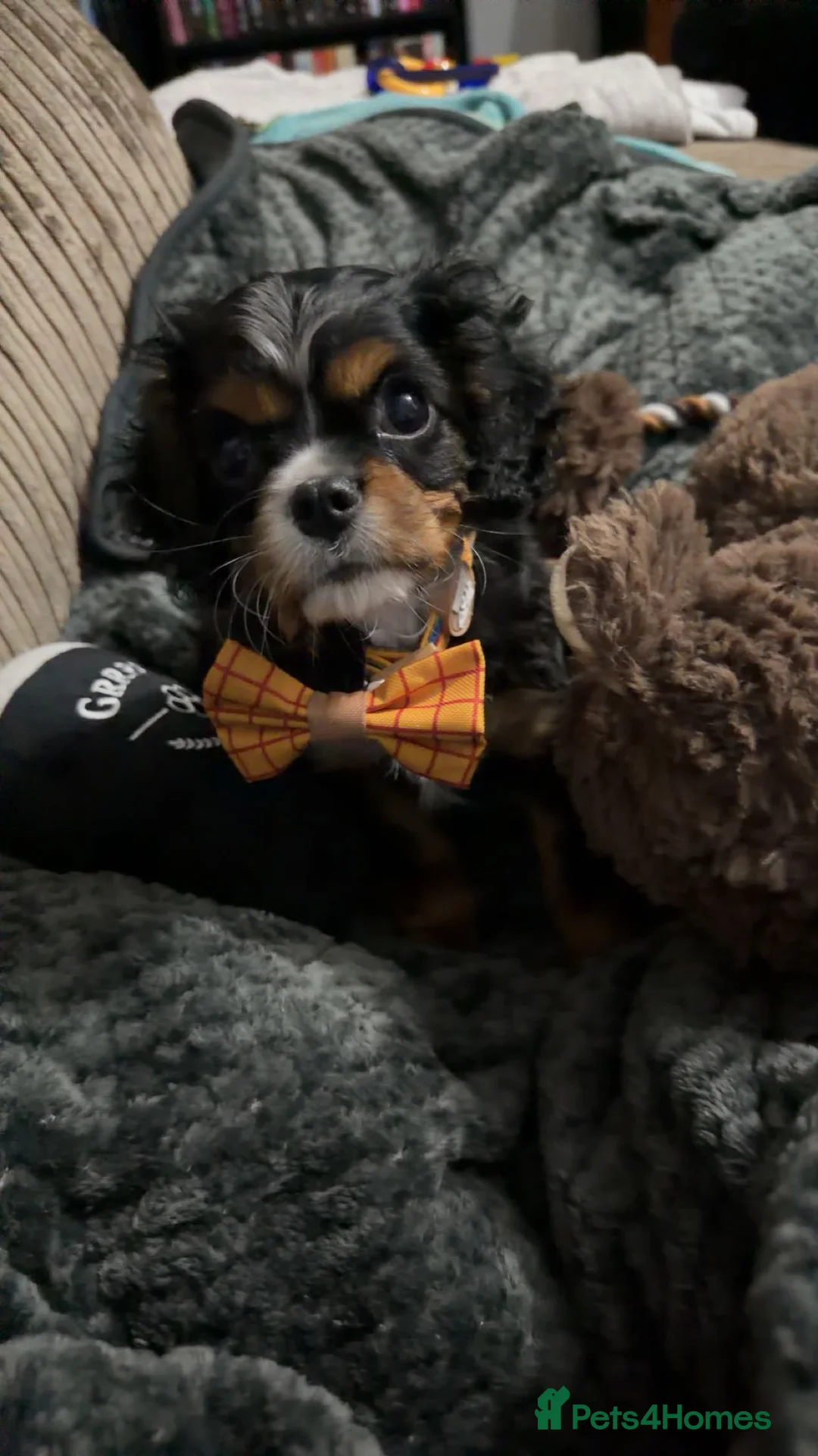 Cavalier King Charles Spaniel dogs for sale: King Charles Cavalier Puppy - Advert 1