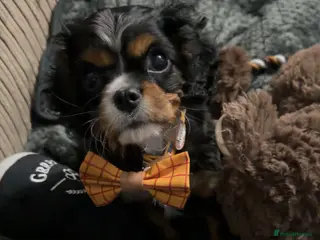 Cavalier King Charles Spaniel dogs King Charles Cavalier Puppy - Advert 1