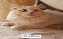 British Shorthair cats for sale: 🌞 last kitten Reduced PRICE British L/H boy  🐾 - Image 3