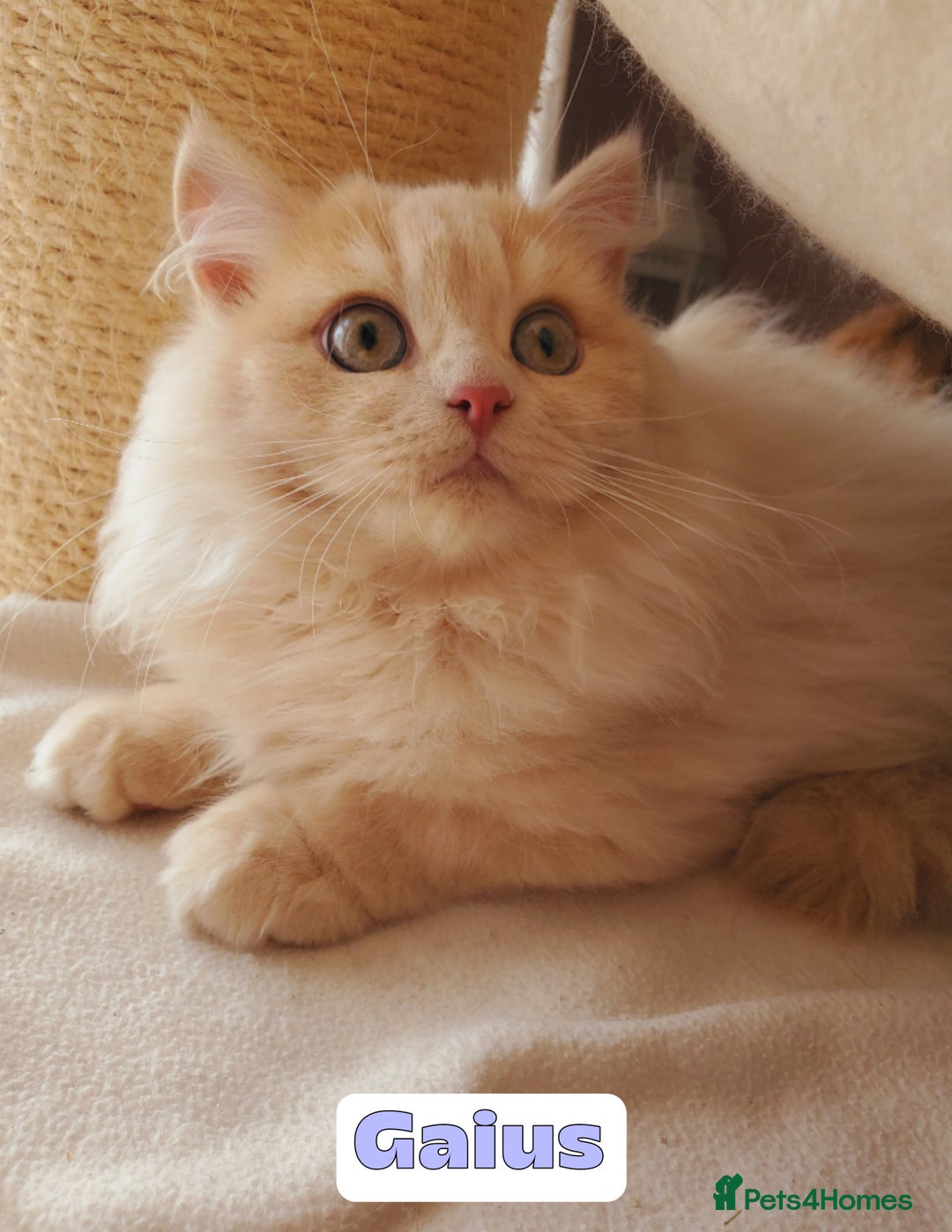 British Shorthair cats for sale: 🌞 last kitten Reduced PRICE British L/H boy  🐾 - Image 3