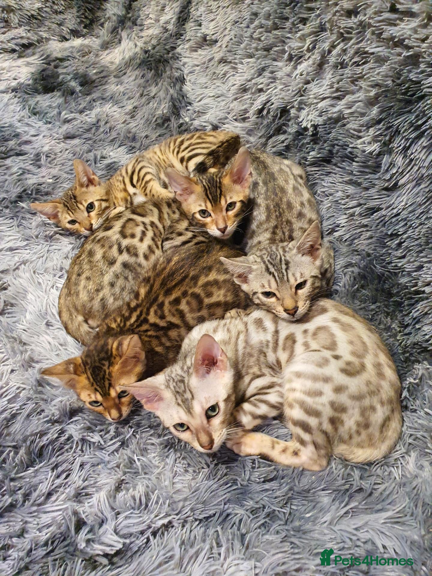 Bengal cats 🐆🐆Beautiful Pedigree Bengal Kittens🐆🐆  - Advert 2