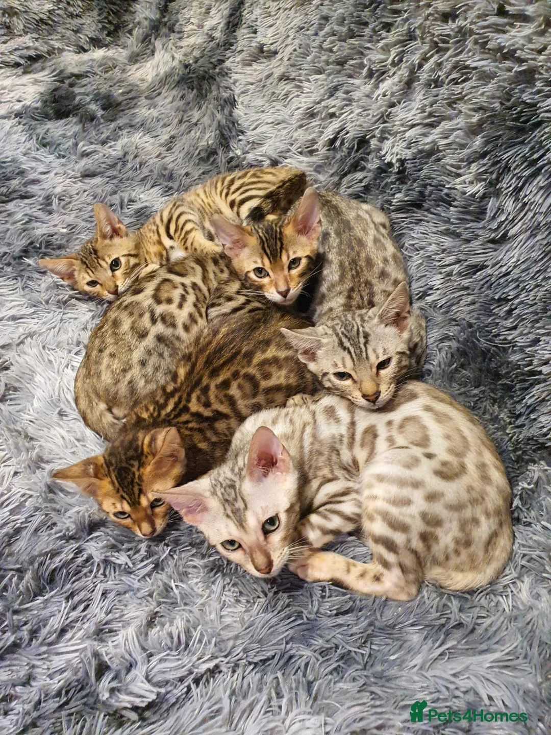 Bengal cats for sale: 🐆🐆Beautiful Pedigree Bengal Kittens🐆🐆  - Advert 2
