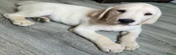 Goldador dogs for sale: Adorable Goldadors waiting for new homes !! - Advert 5