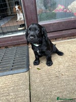 Cocker Spaniel dogs - Advert 1