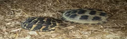 Tortoise reptiles for sale: Horsefield, Hermann’s and Sulcata tortoises  - Advert 3