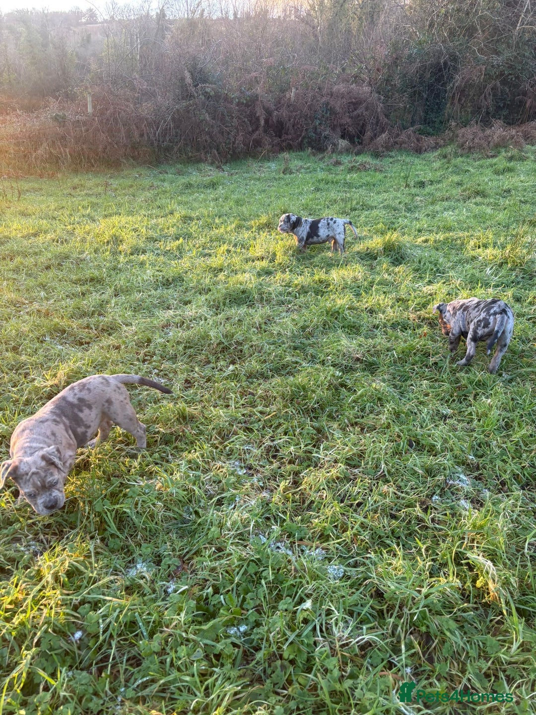 Olde English Bulldogge dogs for sale: 3 male puppy Olde English Bulldogges left - Advert 28