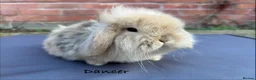 Mixed Breed rabbits for sale: Beautiful Fluffy Baby Rabbits- Ready to leave - Advert 4