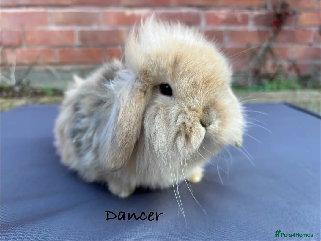 Mixed Breed rabbits for sale: Beautiful Fluffy Baby Rabbits- Ready to leave - Advert 4