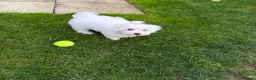 Bichon Frise dogs for sale: Molly bichon in Corby - Advert 4