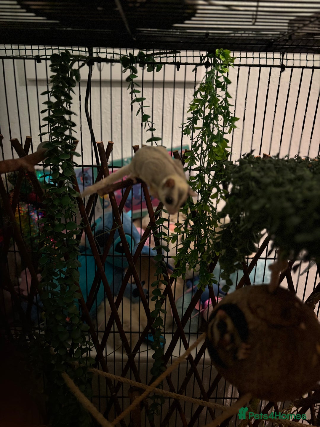 Sugar Glider rodents for sale: Sugar gliders  - Advert 3