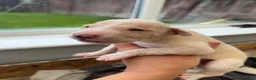Lurcher dogs for sale: Lurcher ouppies  - Advert 4