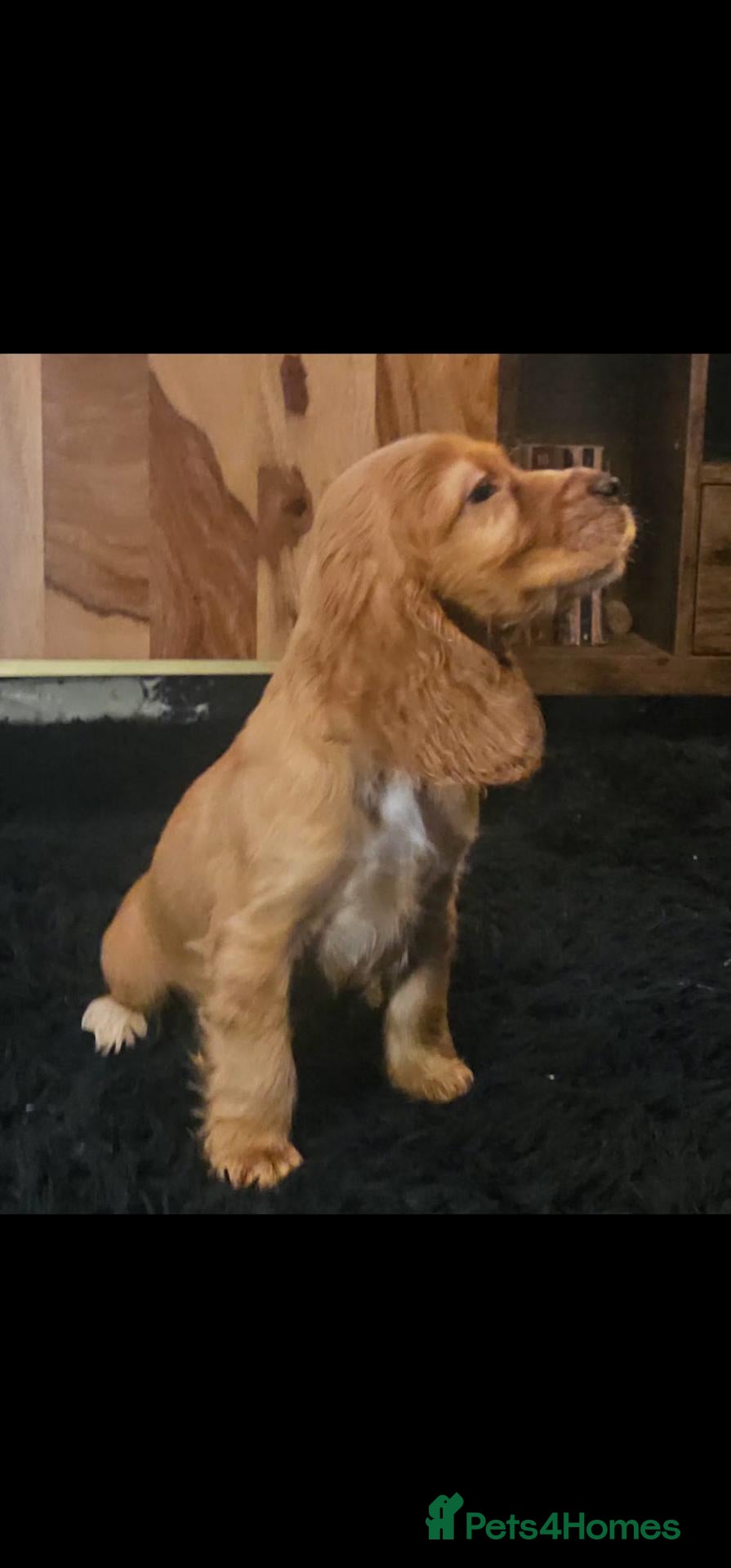 Cocker Spaniel dogs KC Show Type cocker spaniel puppies  - Advert 2