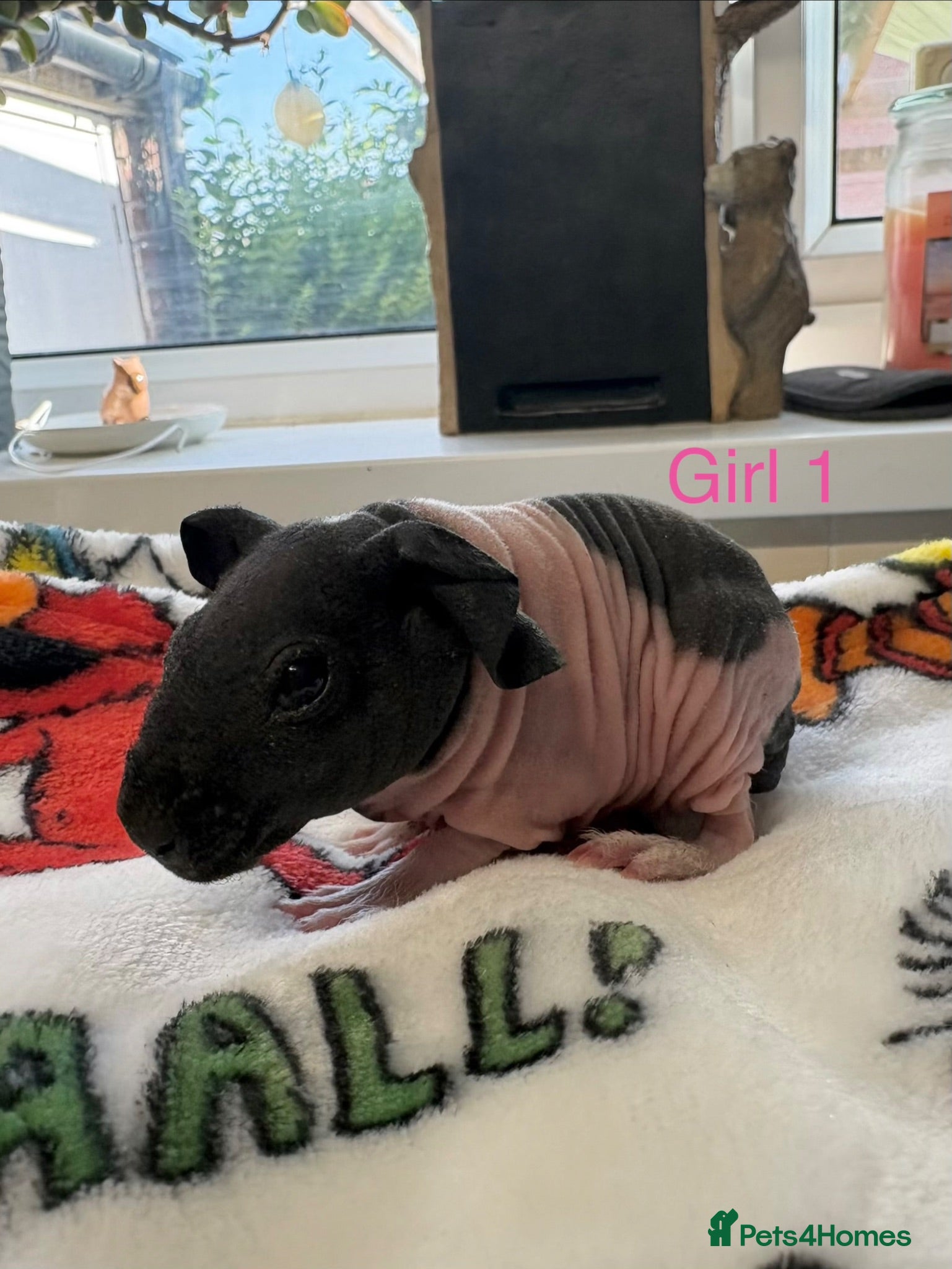 Guinea Pig rodents Super friendly skinny pig babies - Advert 1