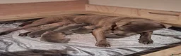 Staffordshire Bull Terrier dogs for sale: Staffy x sharpei  - Advert 2