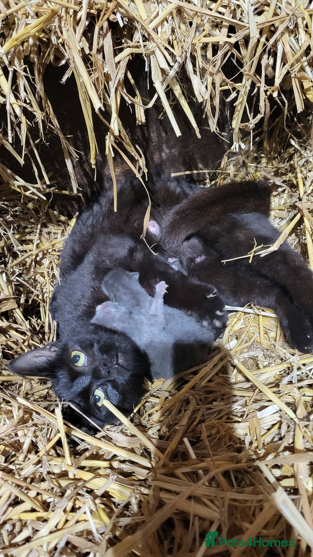 Mixed Breed cats for sale: Smashing Farm Kittens For Sale - Advert 2