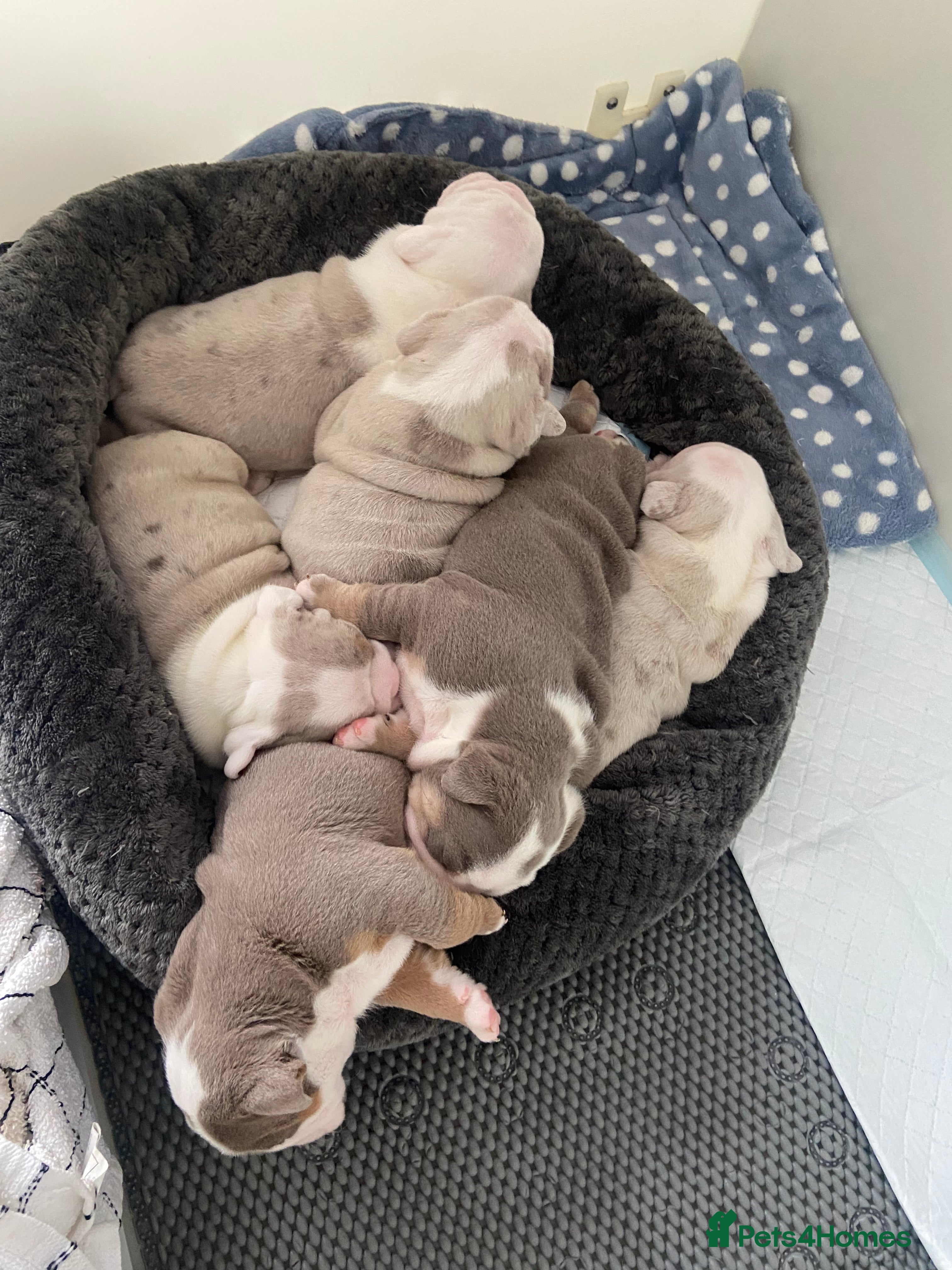 English Bulldog dogs The most beautiful bulldogs in manny - Advert 1