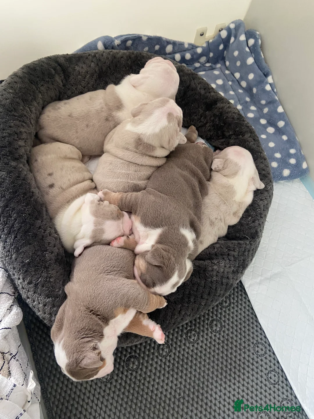 English Bulldog dogs for sale: The most beautiful bulldogs in manny - Advert 1