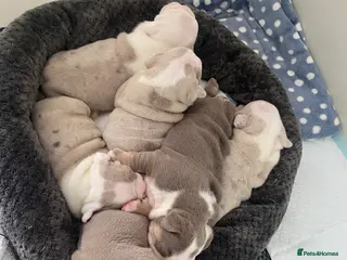 English Bulldog dogs The most beautiful bulldogs in manny - Advert 1