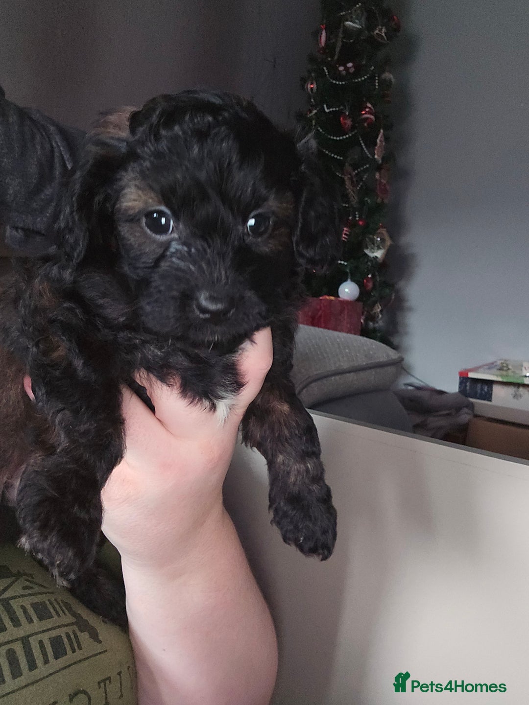 Shihpoo dogs for sale: 🐾REDUCED 2 Boys £800 - Shihpoo Puppies🐾 - Advert 28