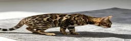 Bengal cats for sale: TICA REGISTERED BENGAL - Advert 4