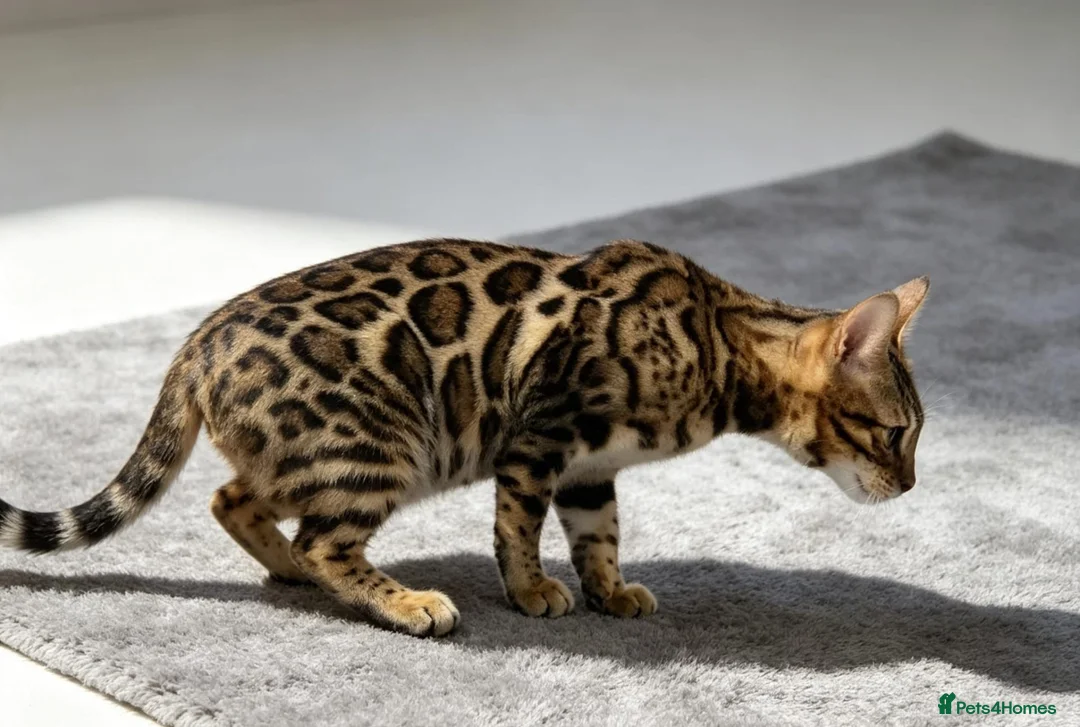 Bengal cats for sale: TICA REGISTERED BENGAL - Advert 4