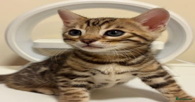 Bengal cats - Advert 9
