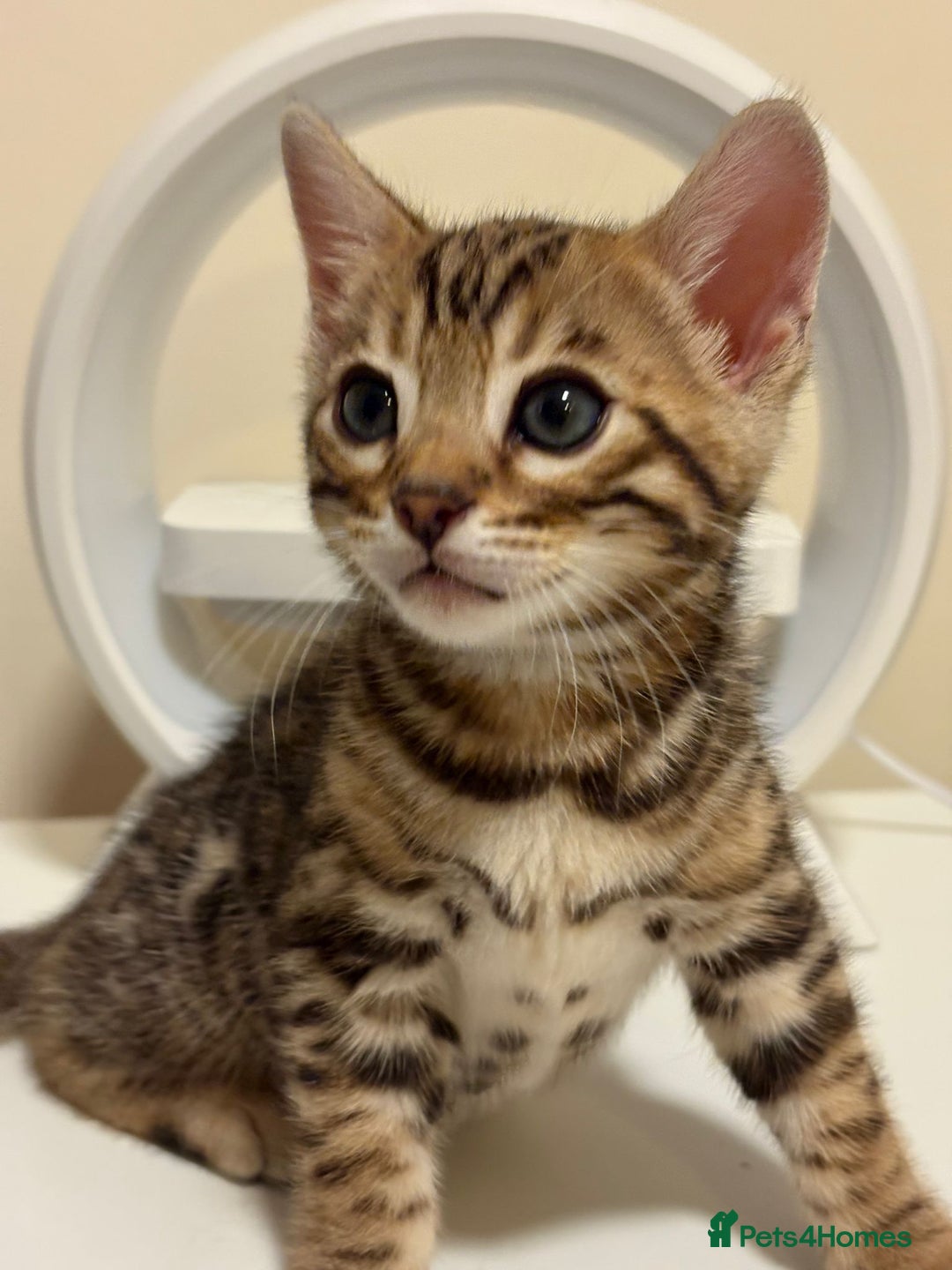 Bengal cats for sale: gorgeous pure bengal kittens  - Image 3