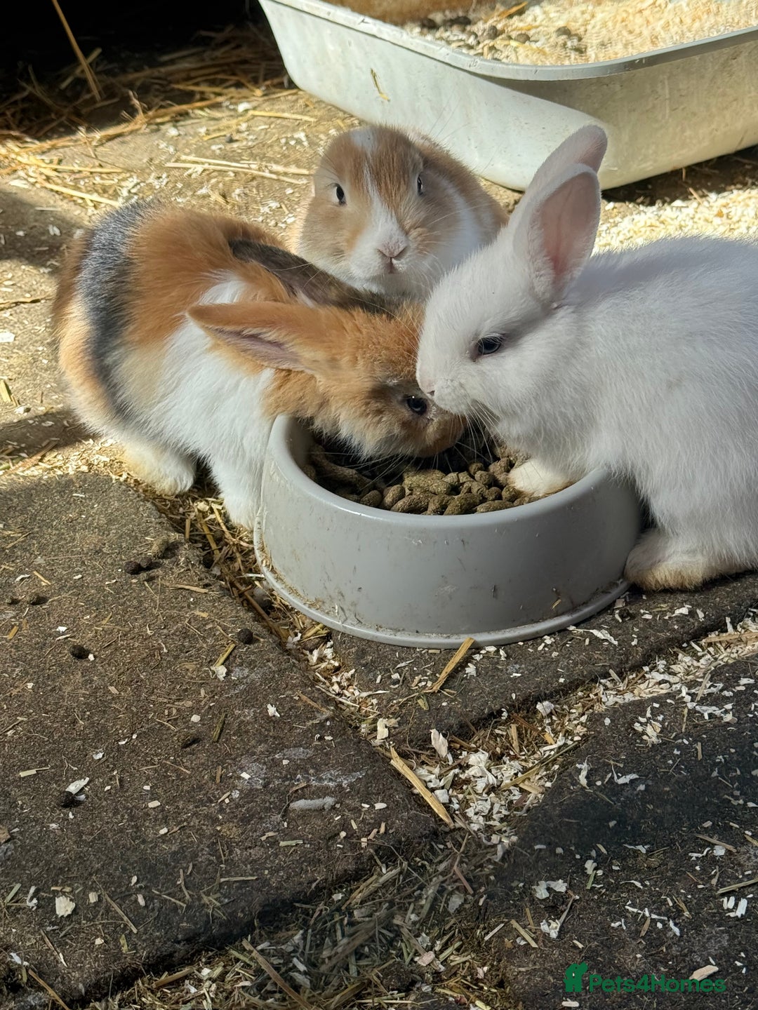 French Lop rabbits for sale: 3 Bunnies - Image 8