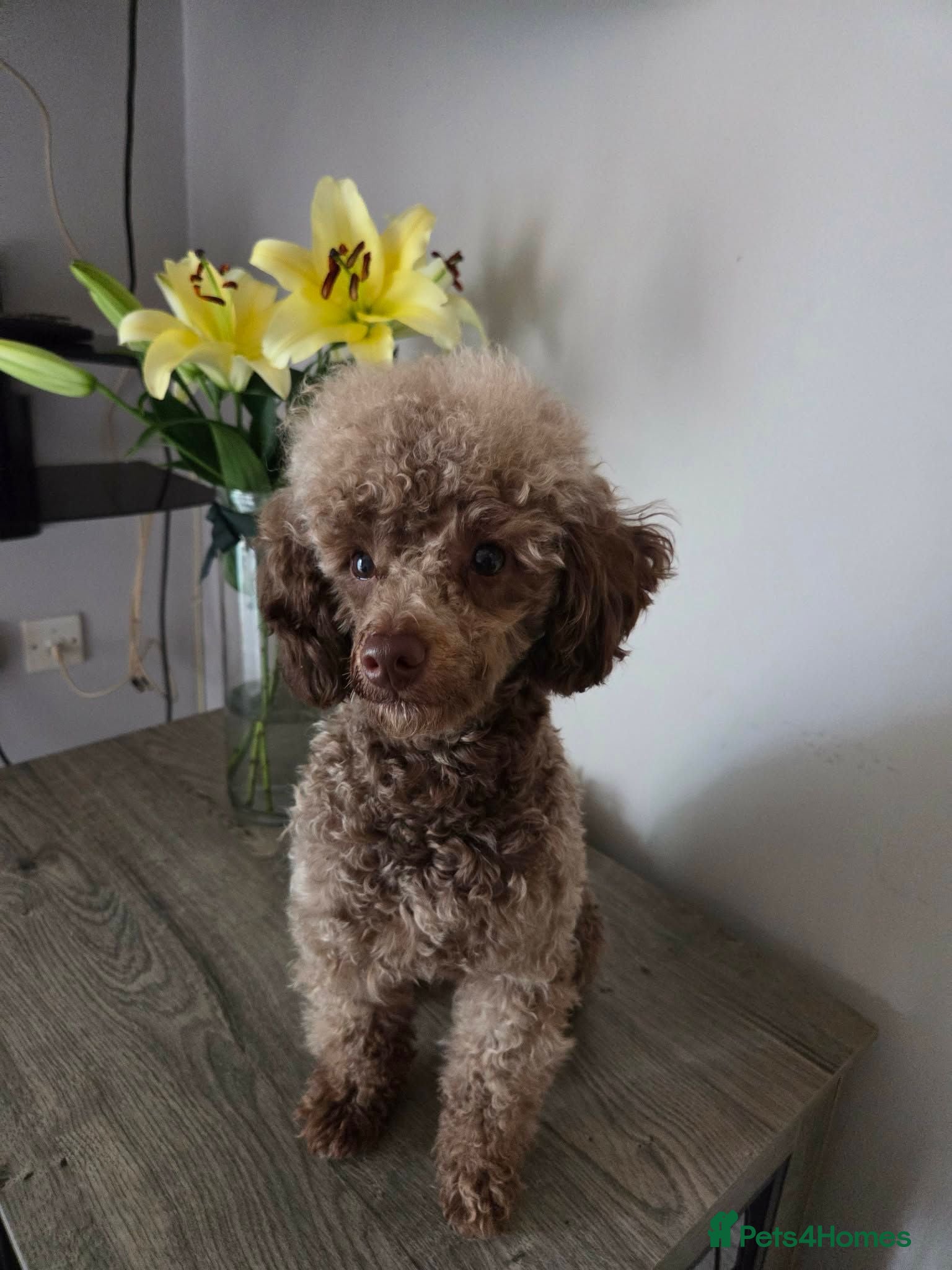 Toy Poodle dogs KC Reg Brown Toy Poodle For Stud - Advert 22