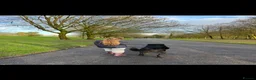 Mixed Breed dogs for sale: Free to a Loving home- 10 Year old Husky/Lab  in Rossendale - Advert 3