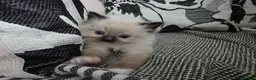 Ragdoll cats for sale: GCCF REGISTERED RAGDOLL KITTENS  - Advert 9