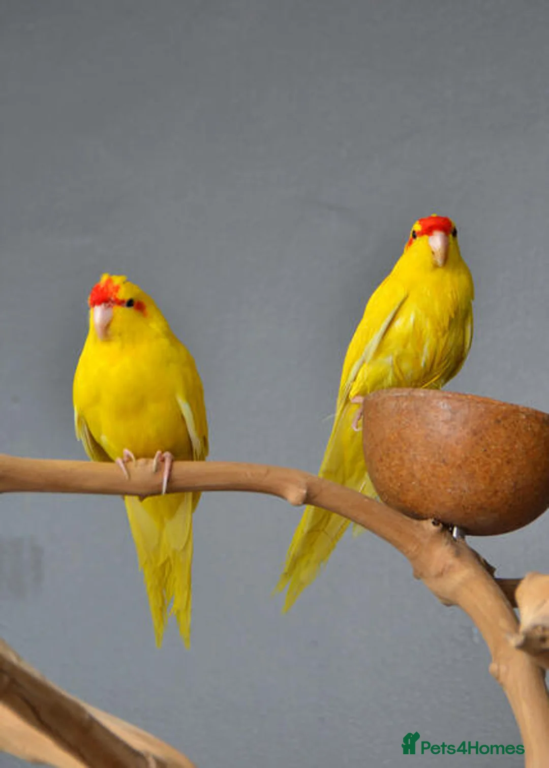 Parrots birds for sale: Friendly Parrots–Talkative, Playful & Hand-Raised in Watford - Advert 1