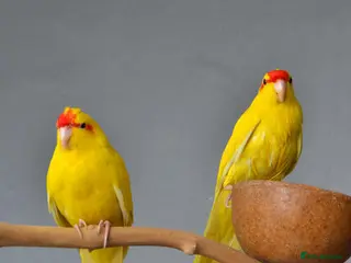 Parrots birds Friendly Parrots–Talkative, Playful & Hand-Raised - Advert 4