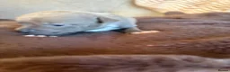 Staffordshire Bull Terrier dogs for sale: Blue Staffordshire bull terrier puppies  - Advert 4