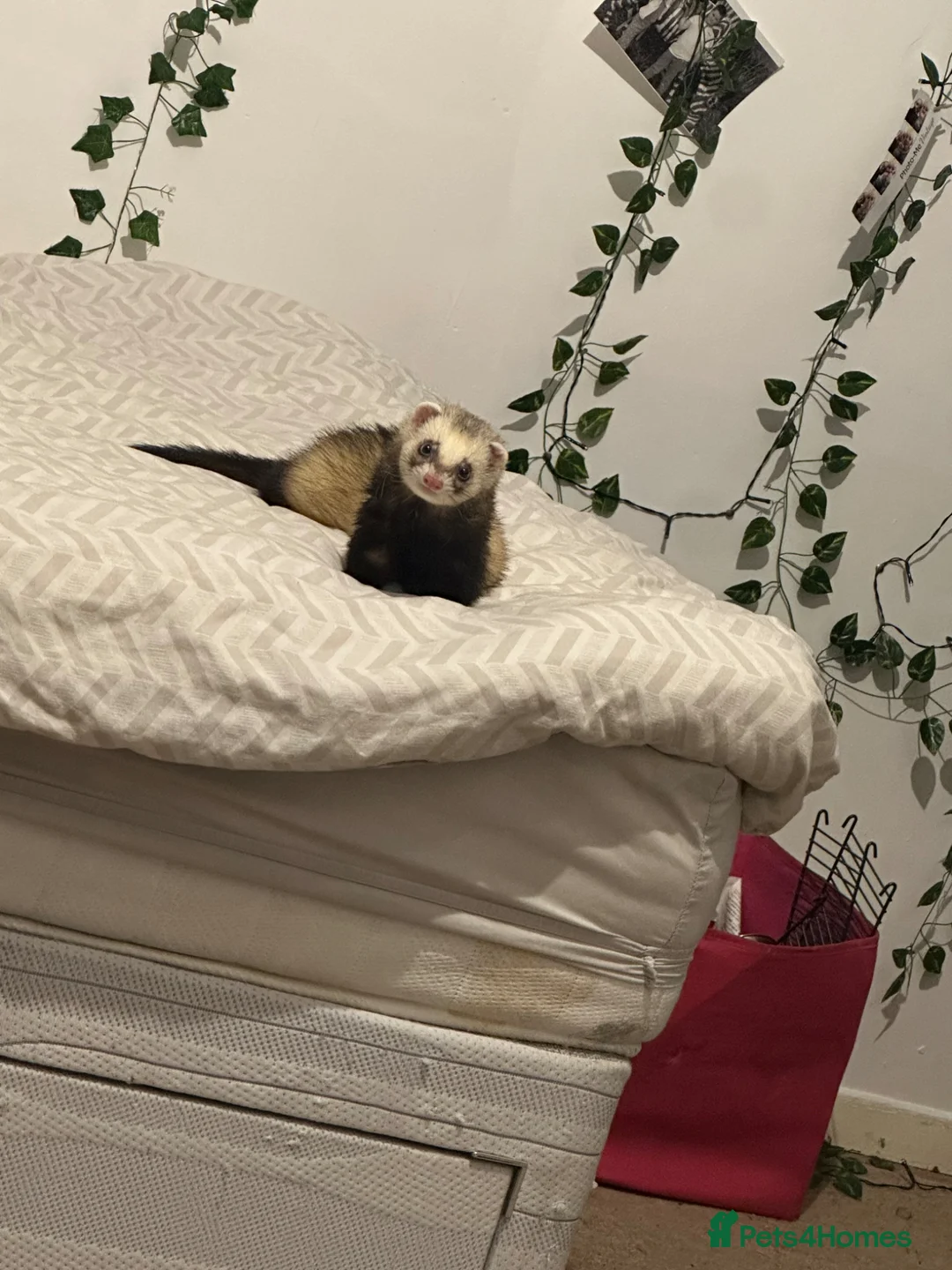 Ferret rodents for sale: Male ferret in Birmingham - Advert 2