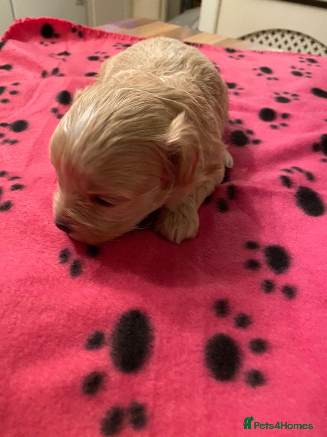Maltipoo dogs for sale: BEAUTIFUL MALTIPOO F1 BOYS AND GIRLS AVAILABLE  - Image 8