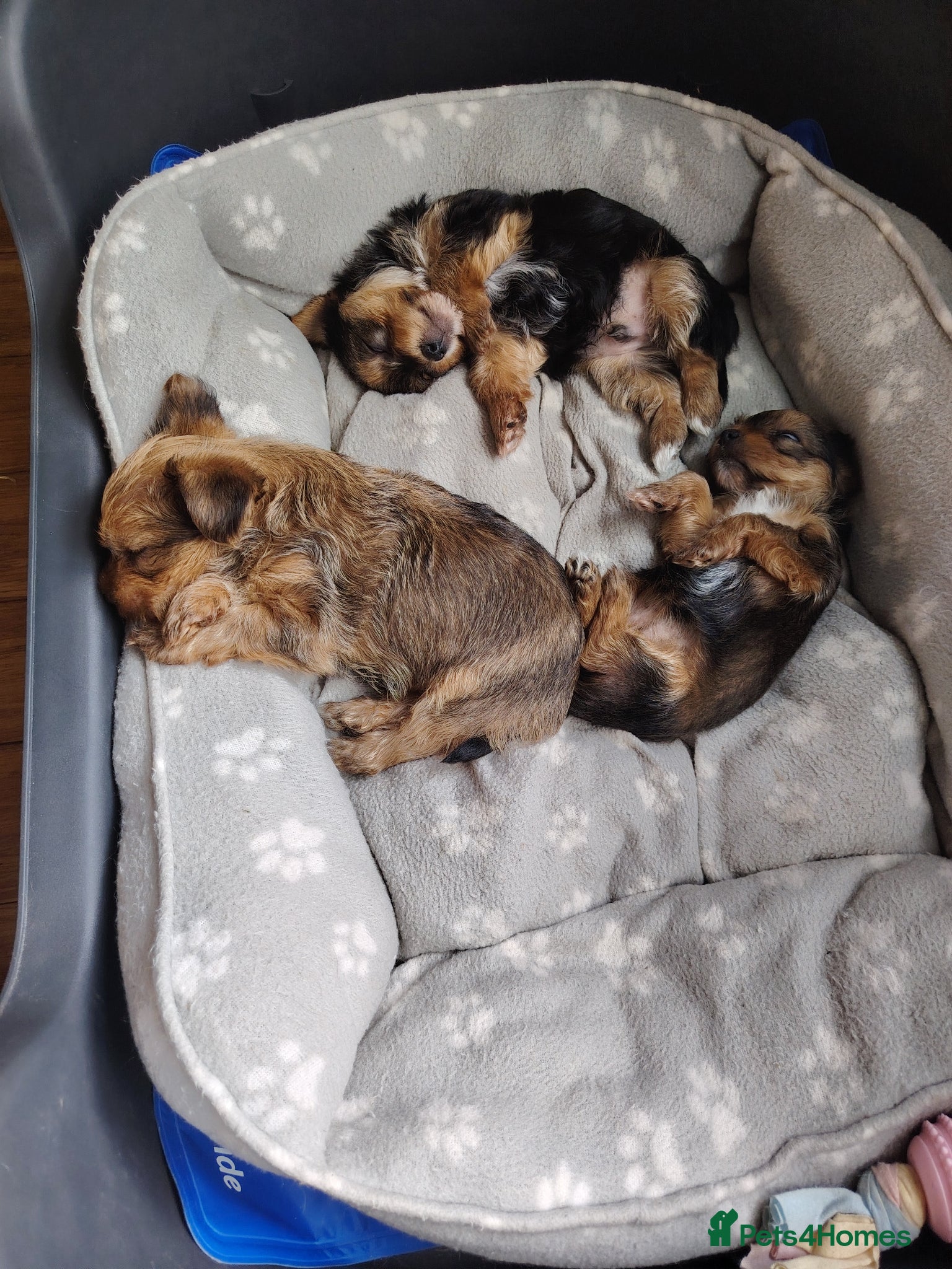 Yorkshire Terrier dogs Yorkshire Terrier (Biewer) Puppies - Advert 3