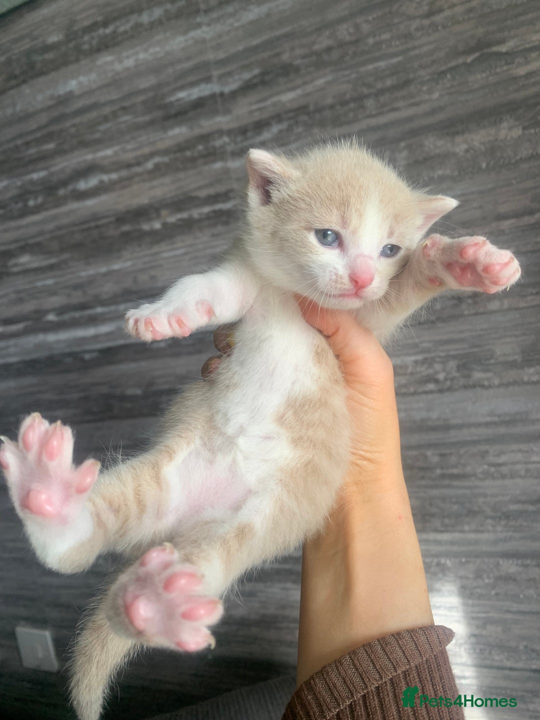 Mixed Breed cats for sale: 5 beautiful mixed British short hair  ✨ - Image 10