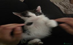 Mixed Breed cats for sale: Beautiful Calico Kittens - Image 8