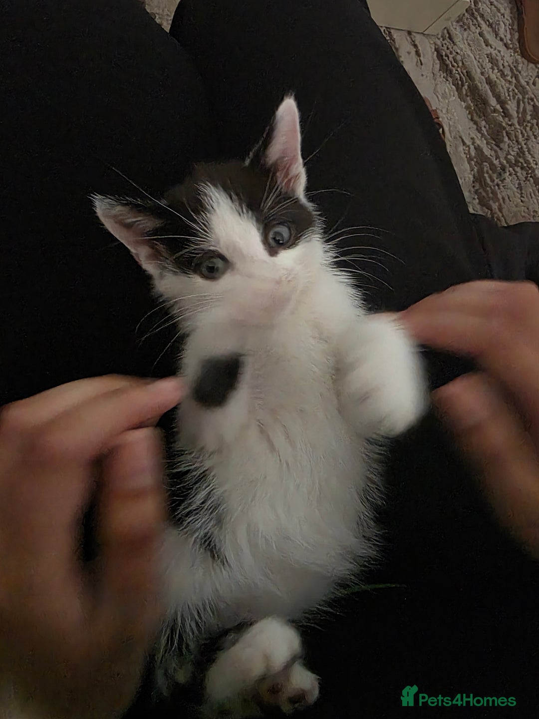 Mixed Breed cats for sale: Beautiful Calico Kittens - Image 8