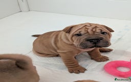 Shar Pei dogs for sale: Shar pei puppies  - Image 9