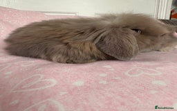 Mini Lion Lop rabbits for sale: Gorgeous fluffy little mini lion lop baby bunny’s  - Advert 5