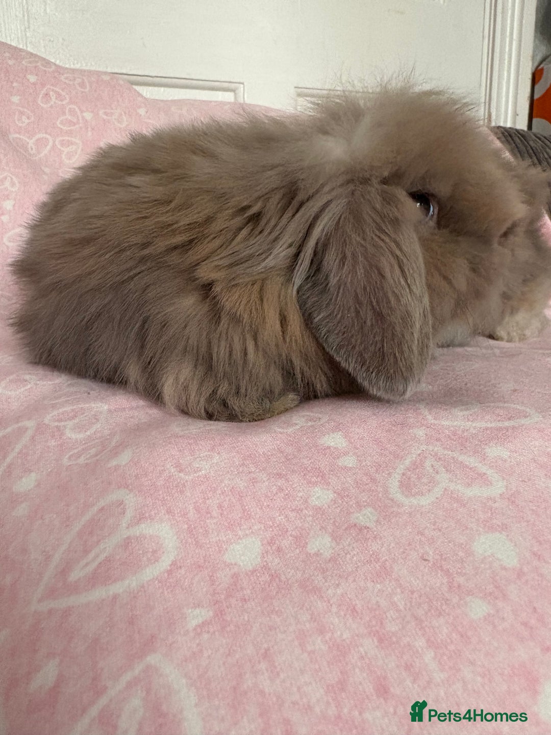 Mini Lion Lop rabbits for sale: Gorgeous fluffy little mini lion lop baby bunny’s  - Advert 5