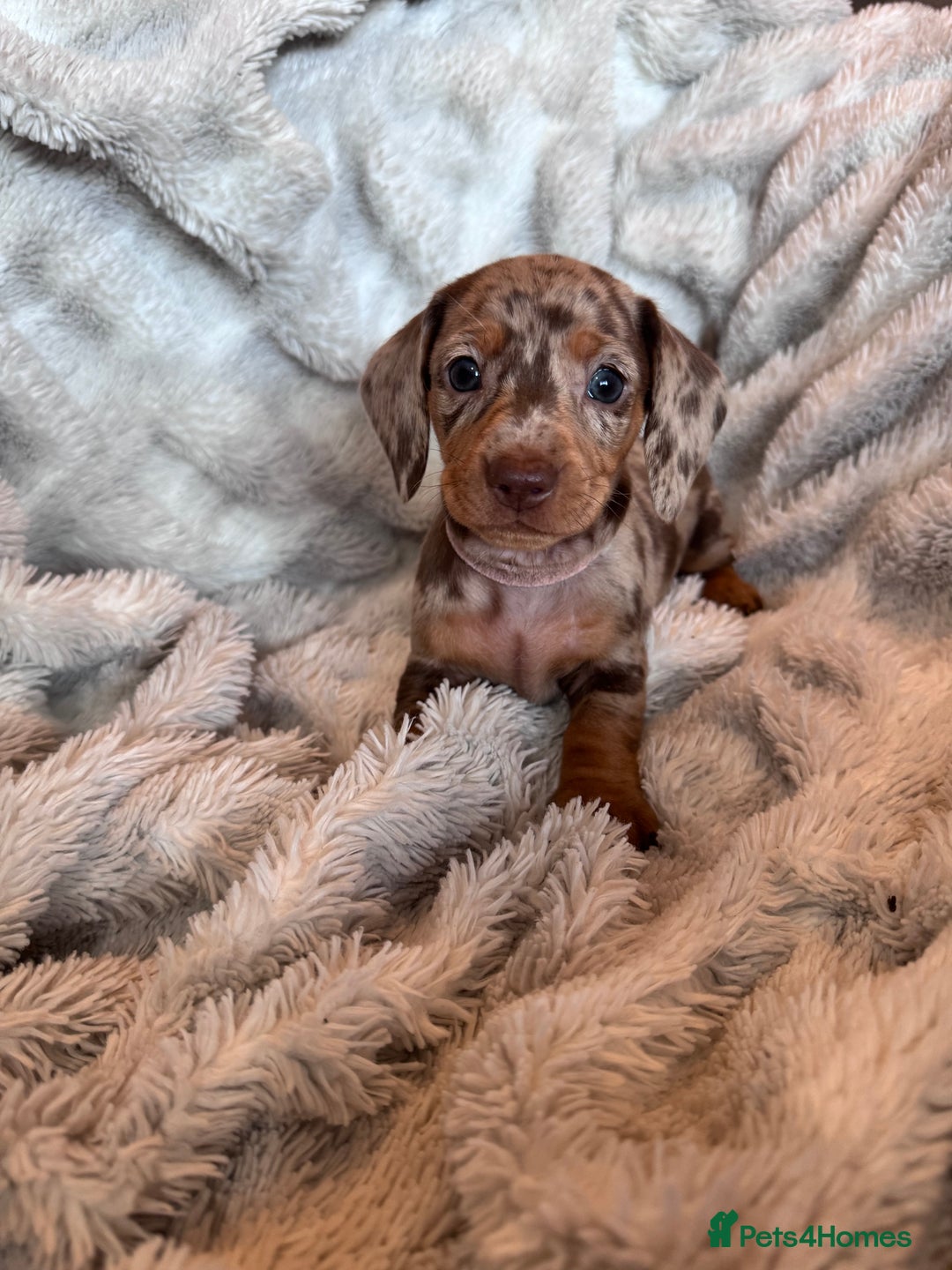 Dachshund dogs for sale: Dachshund Miniature  - Image 20