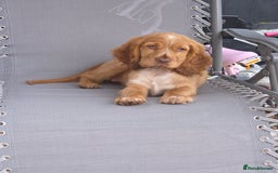 Cocker Spaniel dogs for sale: Female show cocker spaniel  - Image 3