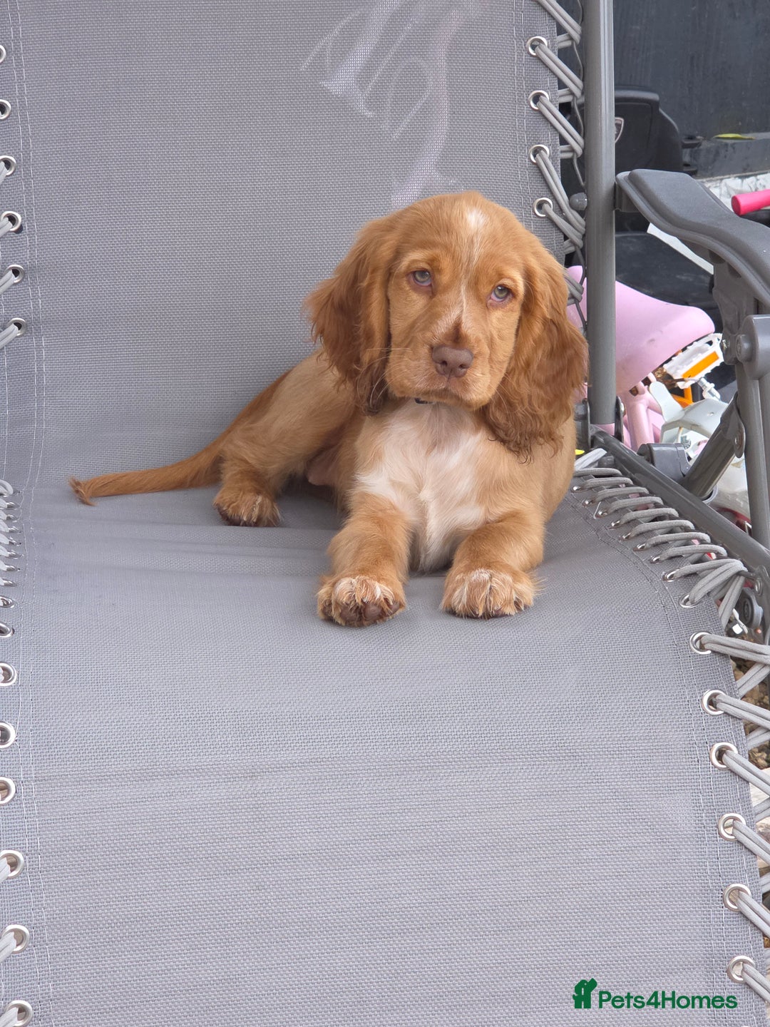 Cocker Spaniel dogs for sale: Female show cocker spaniel  - Image 3