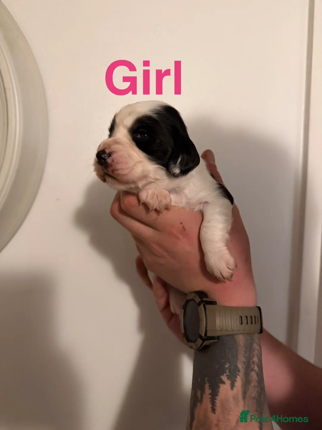 Sprocker dogs for sale: Sprocker puppies - Advert 9