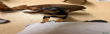 Miniature Pinscher Puppy 1