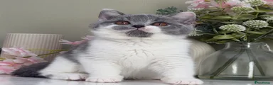 British Shorthair 2